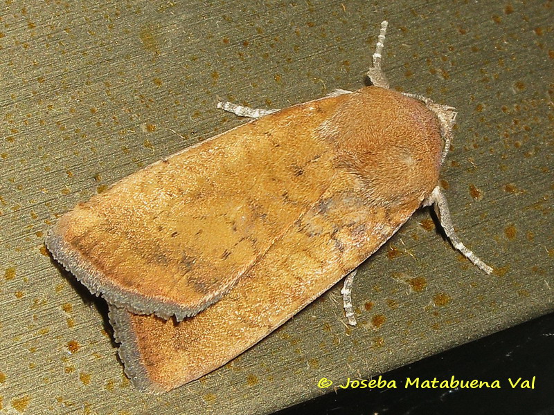 Noctua interjecta - Noctuidae